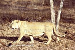 Image du Maroc Professionnelle de  MAX un jeune lion de l'atlas âgé de 7 ans effectue sa première sortie de cage depuis sa naissance, il est accompagné d'une lionne âgée de 5 ans qui avait déjà donnée naissance à 3 petits au zoo de Temara près de Rabat, Mardi 27 Avril 1999. (Photo / Abdeljalil Bounhar) 